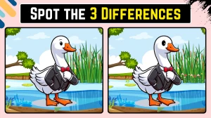 Find 3 Differences Between Two Pictures | Spot the Difference Puzzle