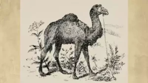 Optical Illusion Eye Test: Can You Spot the Hidden Man in 12 Seconds?