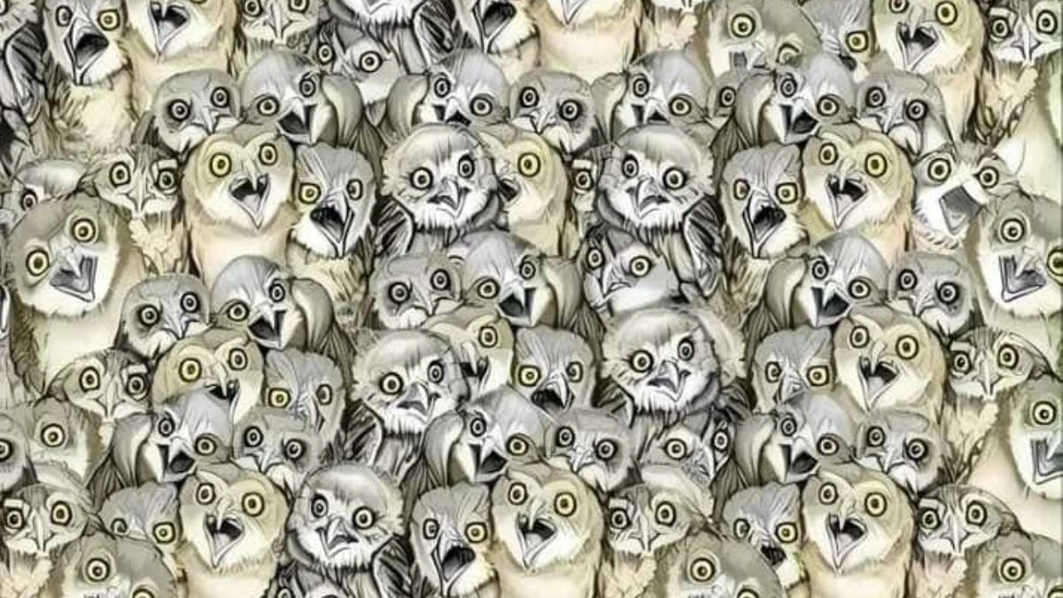Optical Illusion: Only Eagle Eyes Can Spot the hidden Cat among Owls in 7 Secs
