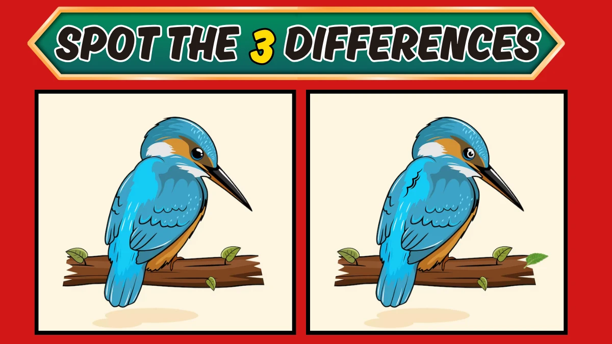 Optical Illusion 8 Seconds Challenge: Only 4K Vision Can Spot the 3 Differences in this Kingfisher Bird Image