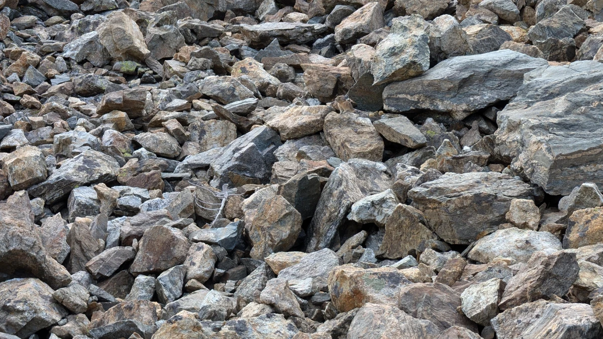 Observation Skills Test: Can you Find the Hidden Rat among the Stones in 8 Secs