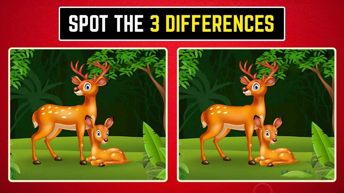 Brain Teaser: Within 9 Seconds Spot the 3 Differences in the Deer Pictures