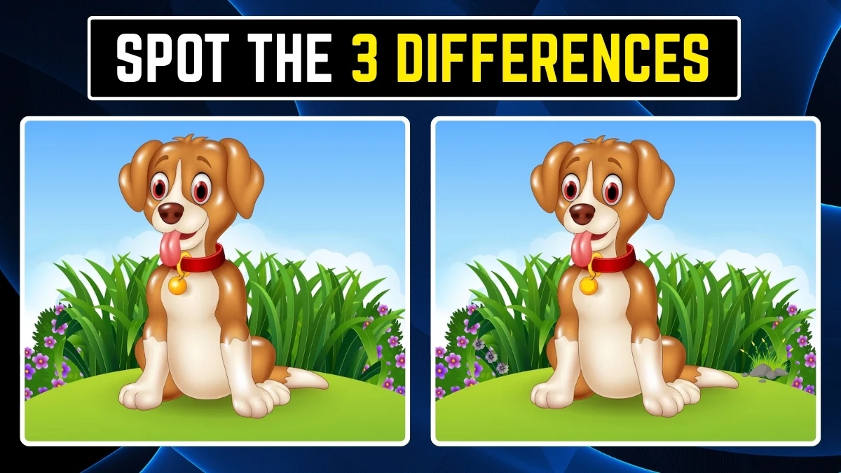 Spot the Difference Game: Within 10 Seconds Spot the 3 Differences in the Dog Pictures
