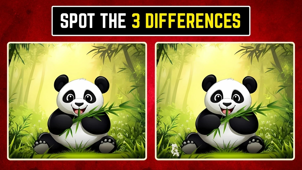 Brain Teaser: Within 6 Seconds Spot the 3 Differences in the Panda Pictures