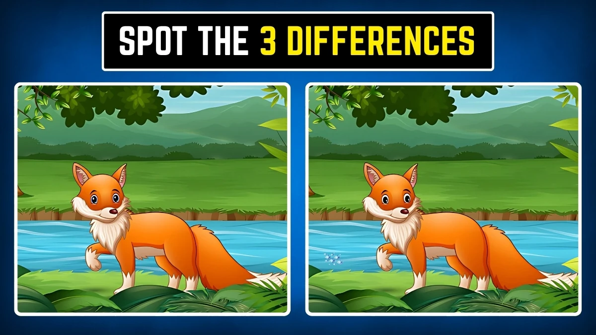 Brain Teaser: Within 9 Seconds Spot the 3 Differences in the Fox Pictures