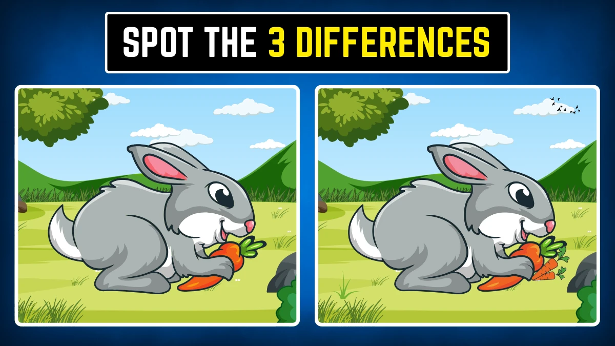 Brain Teaser: Within 9 Seconds Spot the 3 Differences in the Rabbit Pictures