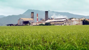 Double the Sweetness”: Guangxi’s Sugar Industry Enters a New Chapter