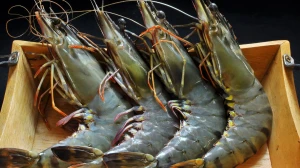 No Need to Worry About US Tariffs; Duty Hike on Shrimp Could Boost Indian Market: Minister