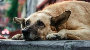 Supreme Court to Deliver Order on Stray Dogs Issue on August 22