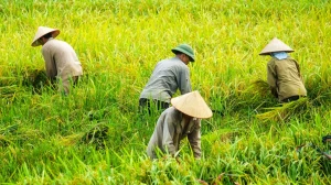 Farmer’s Body, Government, and Opposition Welcome Reduction in GST Slabs