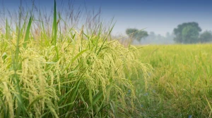 MoU Signed to Promote Jute and New-Age Fibre Cultivation in Nagaland