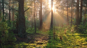 Optical illusion: Only 1 in 10 people can spot the hidden Fox in this Forest Image in 7 Secs