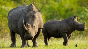Patna Zoo emerges as second-largest centre of rhino conservation after San Diego in US :Official