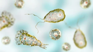 Rare but Ruthless: Deadly Amoeba Claims Lives in Kerala
