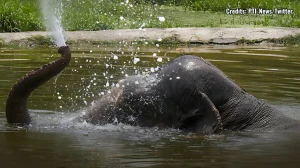 Shankar Delhi Zoo’s Lone African Elephant Dies Probe Ordered