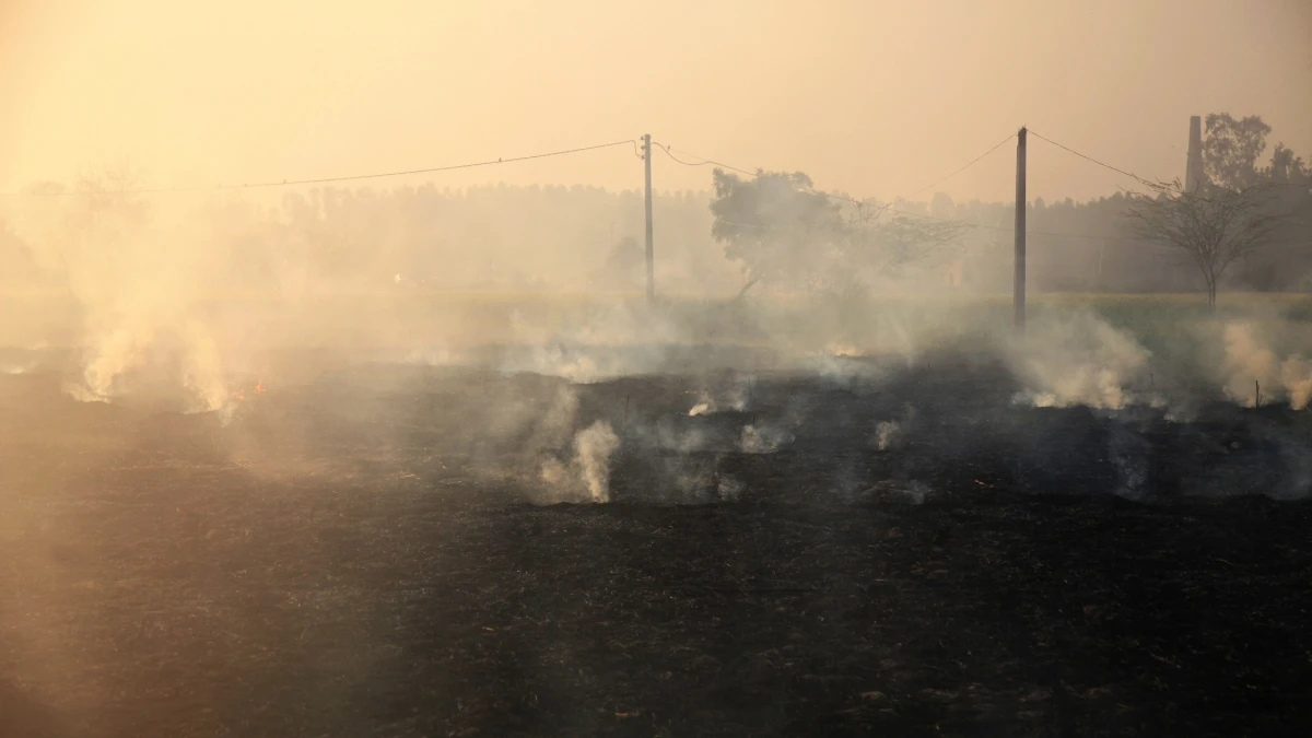 Air Quality Turns 'Very Poor' in Haryana, 'Poor' in Punjab Amid Rising Pollution Levels