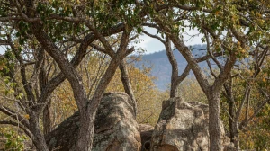 Gemini AI Optical Illusion Visual Test: Can You Spot the Hidden Squirrel in Unde...