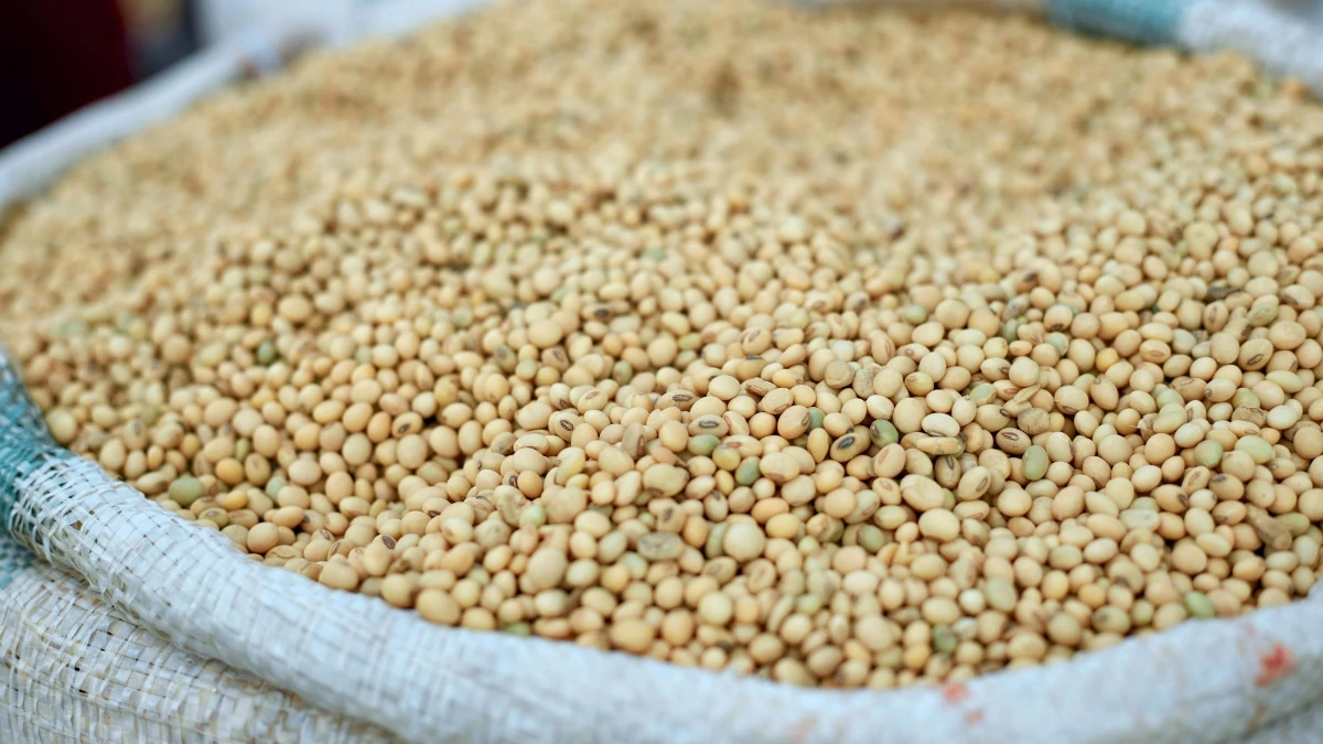 India’s Soybean Meal Exports Fall by 11% Due to High Prices
