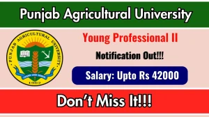 PAU Young Professional II Recruitment 2025 - Apply Offline