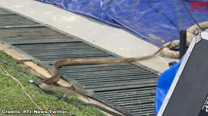 Snake Slithers Into India Women’s Training Session in Colombo