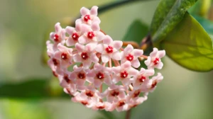 Arunachal Pradesh Achieves Botanical Breakthrough with Discovery of New Hoya Spe...