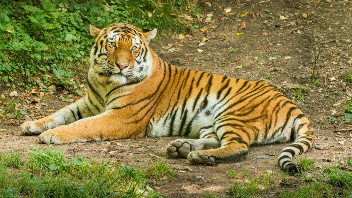 Central Panel Proposes Including Protected Areas Near Kali in Goa Tiger Reserve