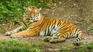 Central Panel Proposes Including Protected Areas Near Kali in Goa Tiger Reserve