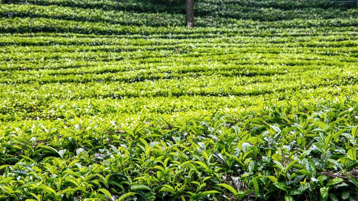 Small Tea Growers Write to PM Modi Seeking National Growth Policy