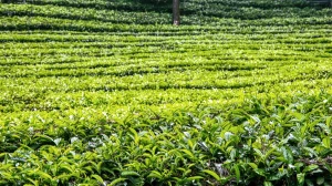 Small Tea Growers Write to PM Modi Seeking National Growth Policy