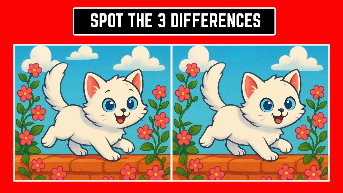 Spot 3 Differences in Kitten Image - Can You Find Them in 12 Seconds