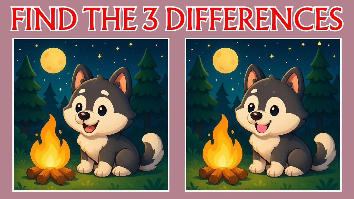 Spot the 3 Differences in Cat Pictures – Beat the 15-Second Challenge!