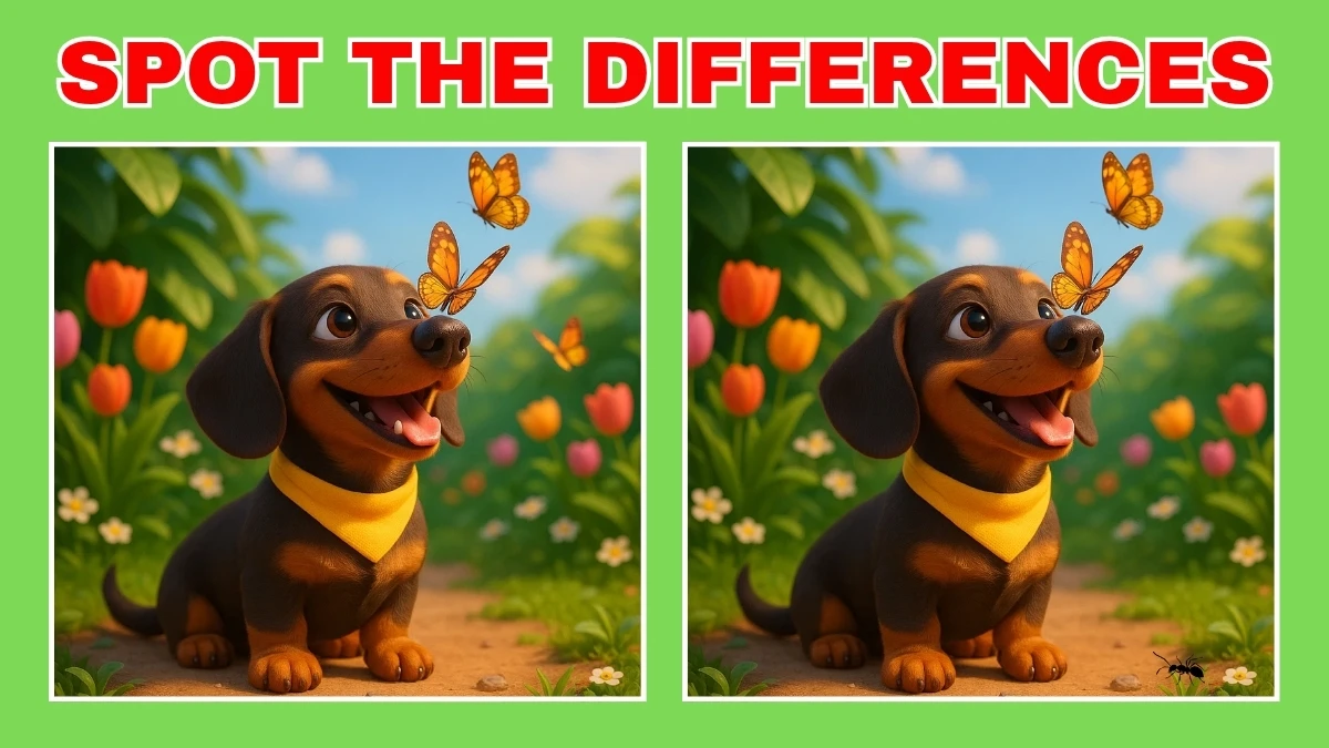 Spot The Difference: Do You Have an Eagle Eye? Test Your Observation Skills! Find 3 Differences in 12 Secs