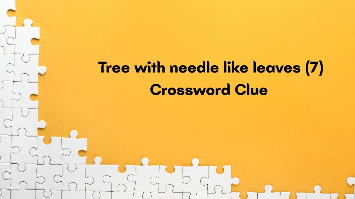 Tree with needle like leaves Crossword Clue Irish Daily Mail Quick 7 letters Answer