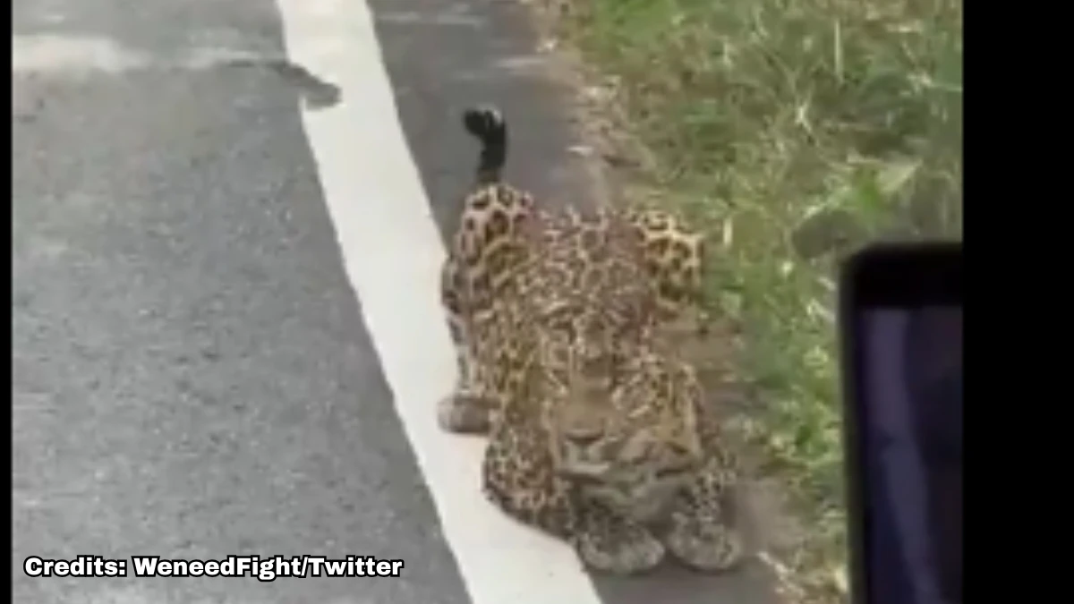 Woman Injured as Leopard Paws Through Safari Bus Window at Bannerghatta Biological Park