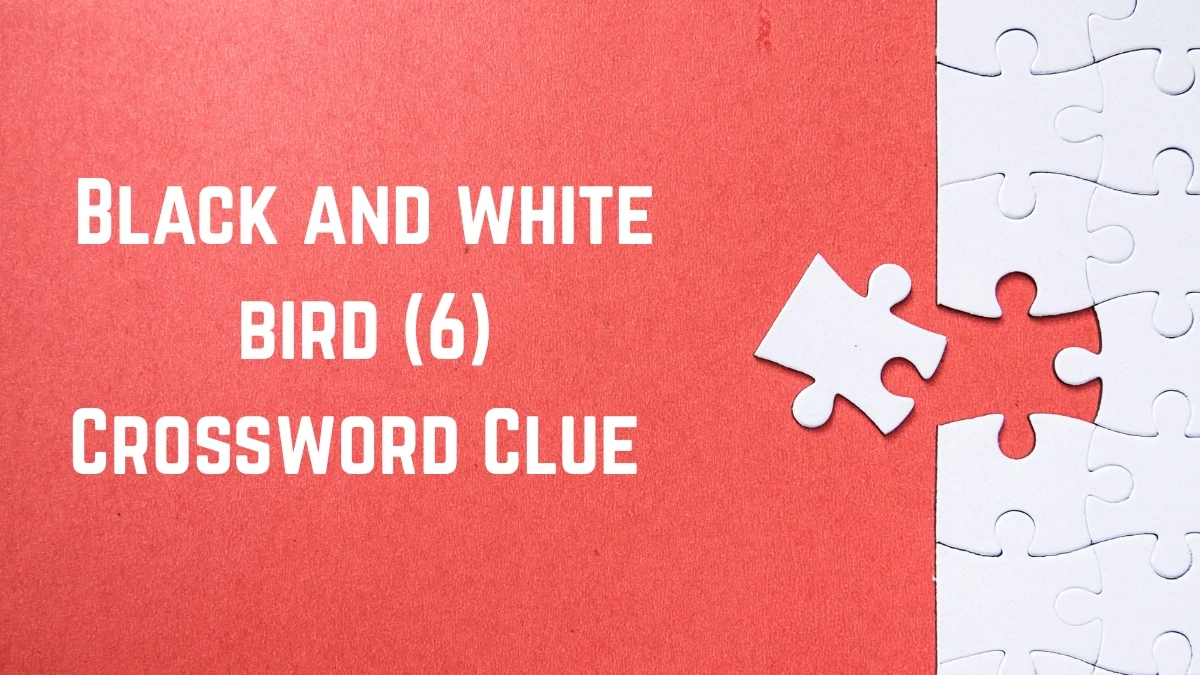 Black and white bird Crossword Clue Irish Daily Mail Quick 6 letters Answer