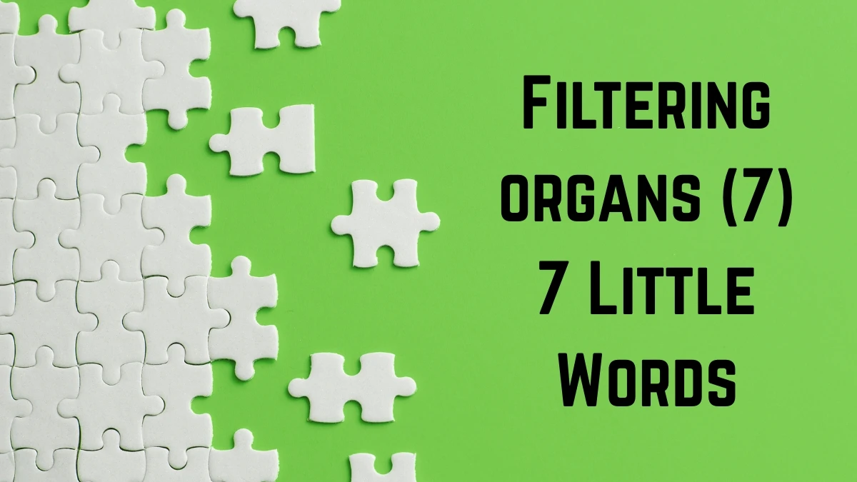 Filtering organs 7 Little Words 7 letters Answer