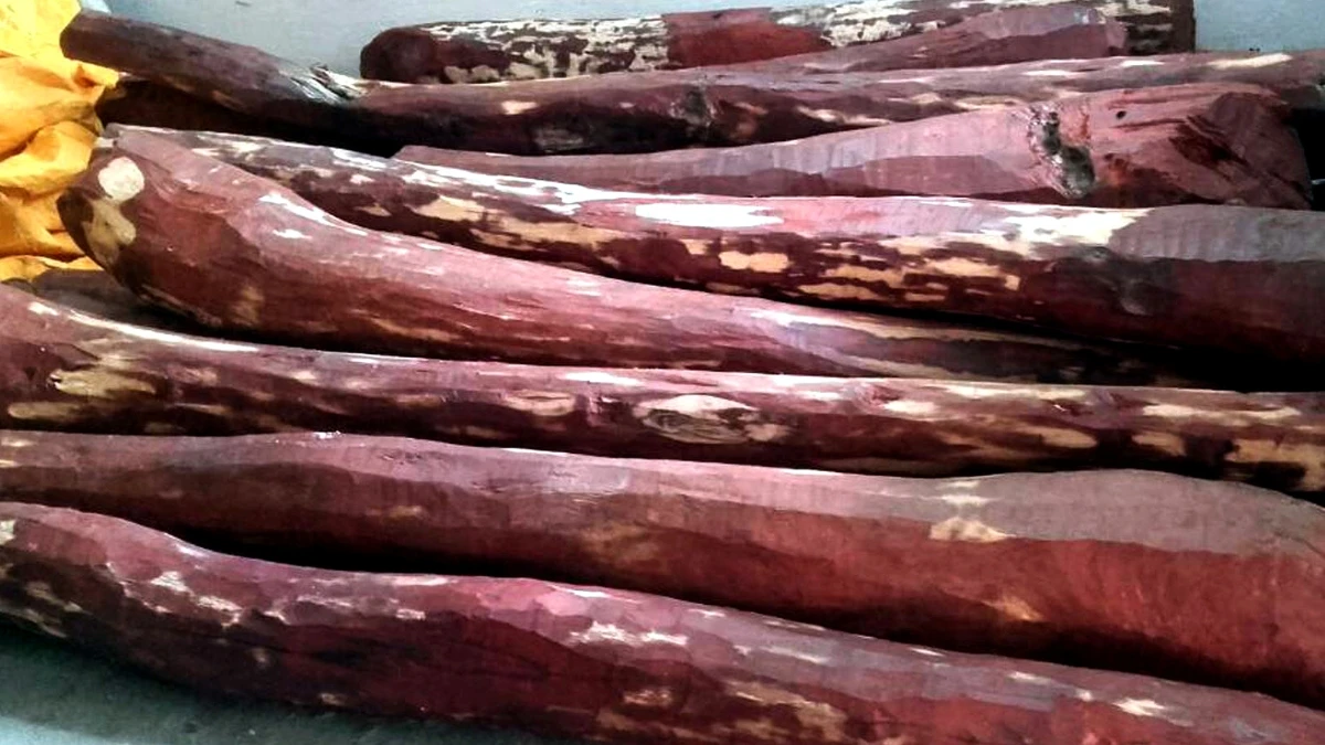 Red Sandalwood Worth ₹1.75 Crore Seized in Major Crackdown, Five Arrested