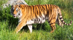 Tigress Translocated from TATR to Sahyadri Reserve as Part of Conservation Plan