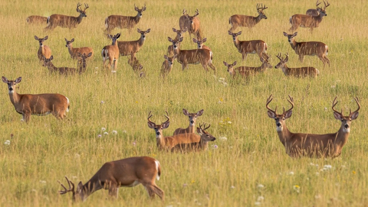 Visual Illusion: Only Sharp Eyes Can Spot the Hidden Word in this Image in 5 Secs