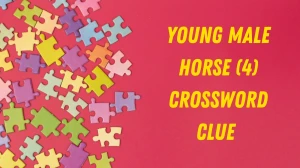 Young male horse Crossword Clue Irish Daily Mail Quick 4 letters Answer