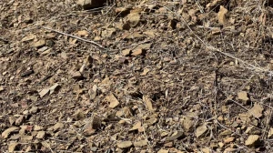 Optical illusion: Only 5 Out of 10 Can Spot the Camouflaged Lizard in this Image in 10 Seconds