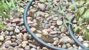 Optical Illusion: Only Eagle Eyes Can Spot the Hidden Frog in 5 Seconds!