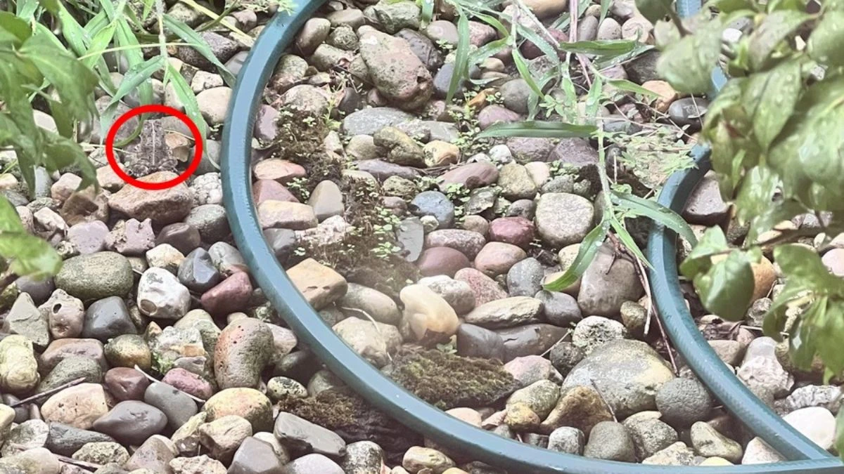 Optical Illusion: Only Eagle Eyes Can Spot the Hidden Frog in 5 Seconds!