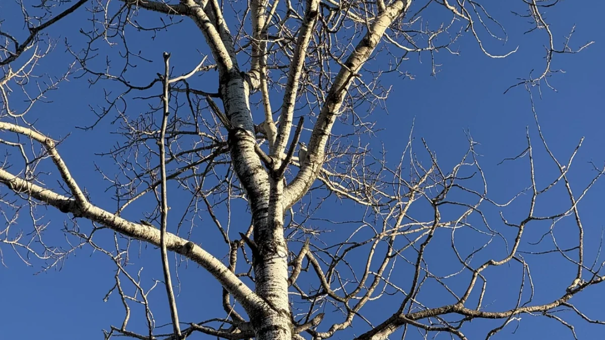 Visual Puzzle: Can You Find the Camouflaged Woodpecker in This Tree Image in 10 Seconds?