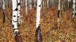 Optical Illusion: Test Your Vision by Spotting the Hidden Animal in This Forest