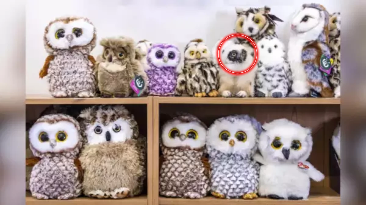 Optical Illusion: Only Sharp Eyes Can Spot the Real Owl Among Fake Owls in 6 Seconds