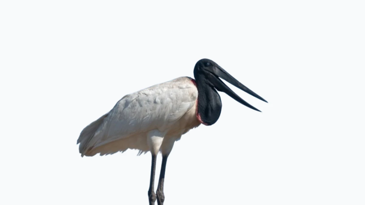 Top 10 Animals with Long Neck