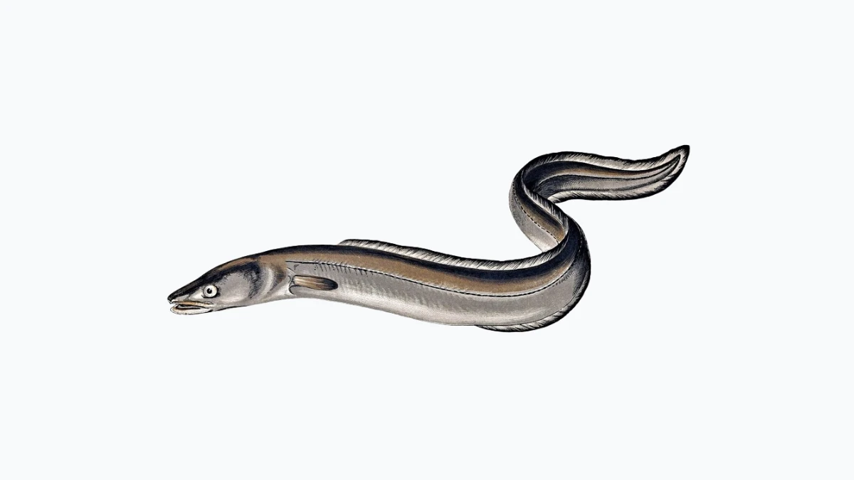 Top 10 Animals with Long Neck