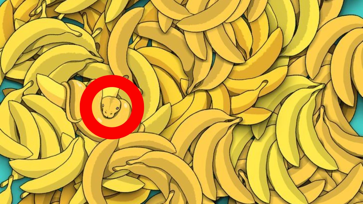 Optical Illusion: Only a Person with hawk eyes can spot the snake among the Bananas in 8 Secs