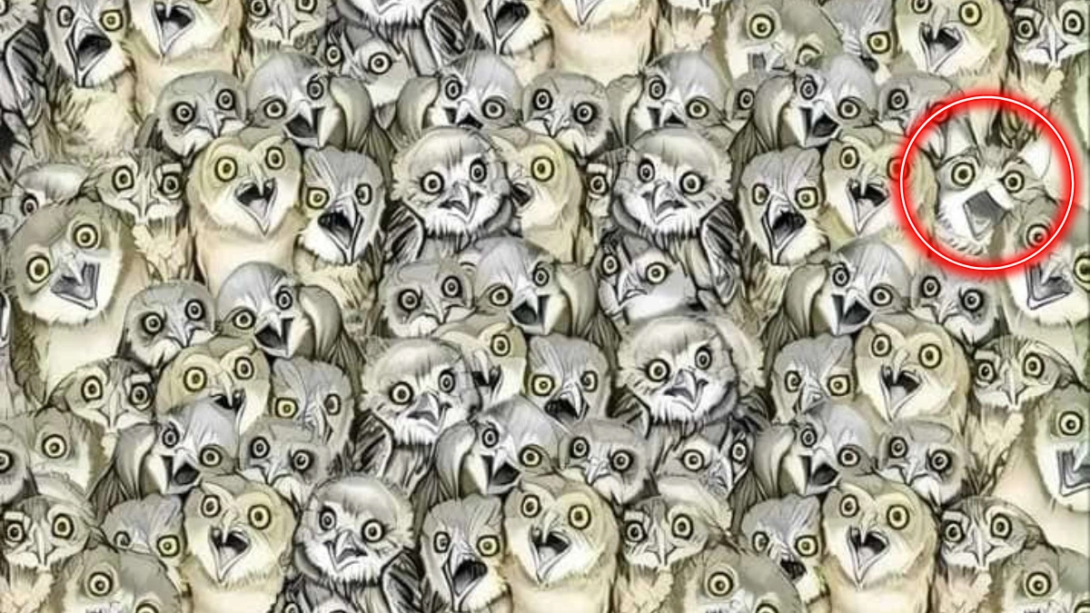 Optical Illusion: Only Eagle Eyes Can Spot the hidden Cat among Owls in 7 Secs